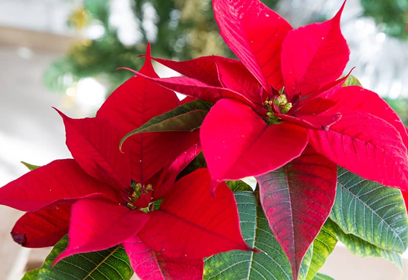 Red Poinsettias